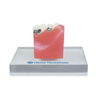 TruEase LP Mini Typodont