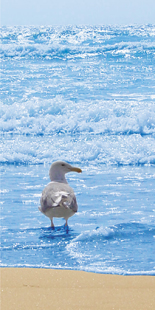 Seagull Light Panel