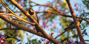 Birds Light Panel