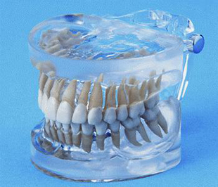 Anatomically Correct 28 Shaped