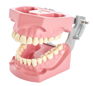 Hard Gingiva M-860 Model
