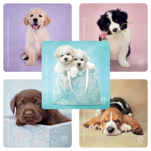 Rachael Hale Dog Stickers