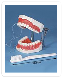 Brush-n-Floss Toothbrush for