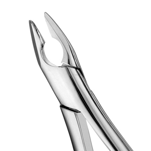 1 Apical Forceps